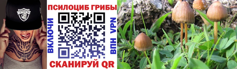 Псилоцибиновые грибы Psilocybine cubensis  что такое наркотик  Сретенск 